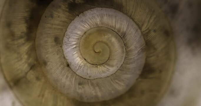 Circular shape endless spiral movement with shell texture
