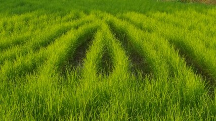 Rice farms  are planted by local people under the blue sky in the evening at a countryside village.