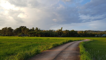 A concrete road goes through rice fields into a line of tree.