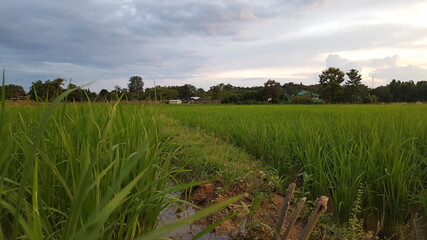 Obraz premium The sun sets down among trees and mountains shining its last light of the day.