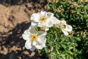 'Oscar Peterson' Rose flower in field, Ontario, Canada. Scientific name: Rosa 'Oscar Peterson'