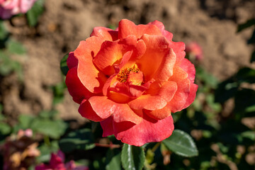 Easy Does It Rose flower in field, Ontario, Canada.
Scientific name: Rosa 'Easy Does It'
