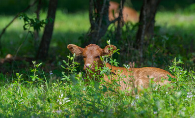 Little baby brown cow sleeping in tall green grass in early morning light - relaxed and content eyes closed soaking up sun shine