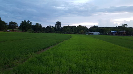 Former and later planted paddies stay side by side to each other.