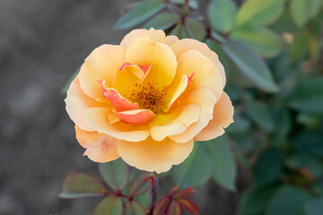 'About Face'  Rose flowers in field, Ontario, Canada.
Scientific name: Rosa 'About Face'
