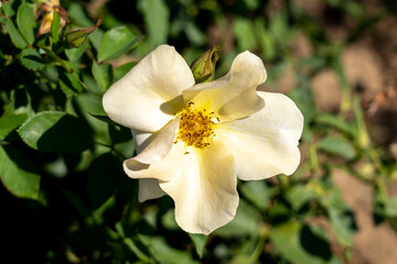Chinook Sunrise Shrub Rose flower in field, Ontario, Canada.
Scientific name: Rosa 'Chinook Sunrise'. 
