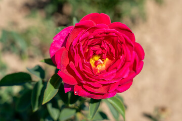 ' Othello' Rose flowers in field, Ontario, Canada.
Scientific name: Rosa ' Othello'
