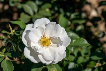 'Kosmos Fairy Tale' Rose flowers in field, Ontario, Canada. Scientific name: Rosa 'Kosmos Fairy Tale' 