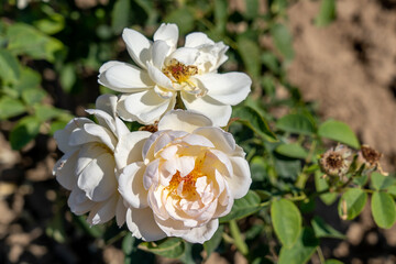 'Gentle Hermione' Rose flowers in field, Ontario, Canada. 
Scientific name: Rosa 'Gentle Hermione'
