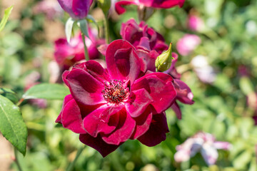 'Burgundy Iceberg' rose flowers in field, Ontario, Canada. 
Scientific name: Rosa 'Burgundy...
