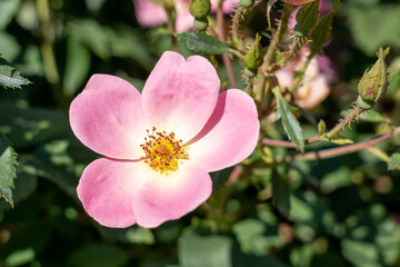 'Rainbow Knock Out' Rose flowers in field, Ontario, Canada. 
Scientific name: Rosa 'Rainbow Knock Out'.
