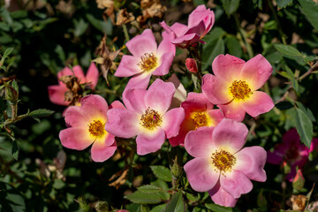 Fototapeta na wymiar 'Rainbow Knock Out' Rose flowers in field, Ontario, Canada. Scientific name: Rosa 'Rainbow Knock Out'. 
