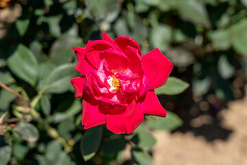 'Double Knock Out' rose flowers in field, Ontario, Canada. 
Scientific name: Rosa 'Double Knock...