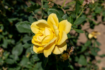 Ch-Ching! rose flowers in field, Ontario, Canada. 
Scientific name: Rosa 'Ch-Ching!
