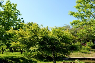 Fototapeta na wymiar 新緑　青モミジ　風景