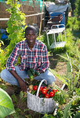 Fototapeta premium Farmer with a harvest of tomatoes, cucumbers and parsley from the garden. High quality photo