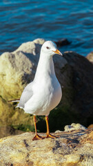 Seagull standing alone on a river bank at Parramatta River Sydney NSW Australia