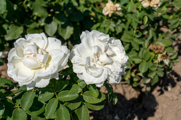 'Hella' Rose flowers in field, Ontario, Canada.
Scientific name: Rosa 'Hella'
