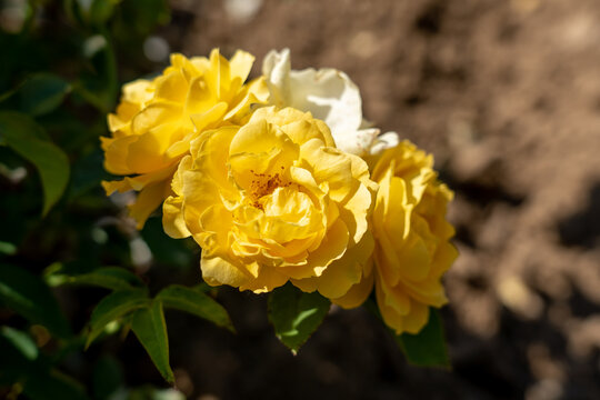 รูปภาพFloribunda – เลือกดูภาพถ่ายสต็อก เวกเตอร์ และวิดีโอ6,866 | Adobe ...