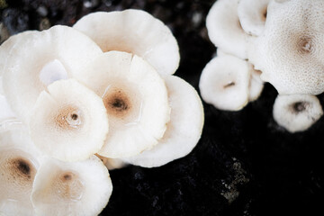 a bunch of mushrooms