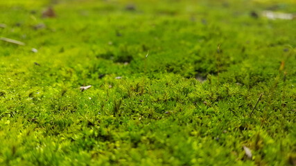 A sheet of moss which covers a railway of death.