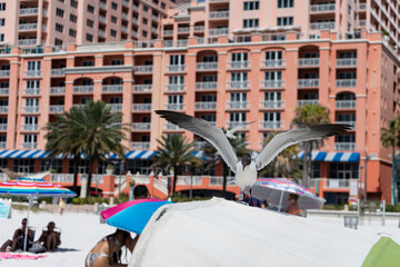 Obraz na płótnie Canvas Seagulls over the tents in Clearwater Beach