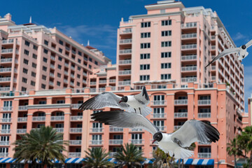 Seagulls over the tents in Clearwater Beach
