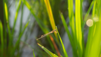 Damselflies are insects of the suborder Zygoptera in the order Odonata. They are similar to dragonflies, which constitute the other odonatan suborder, Anisoptera, but are smaller and have slimmer bodi