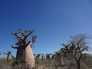 [Madagascar]  Scenery of the fat baobab forest in Andavadoaka