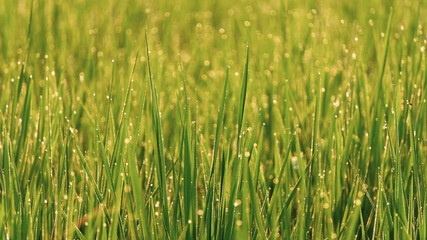 Dewdrops on the tips of rice leaves in the morning, a great image to use as a wallpaper, or graphic resource