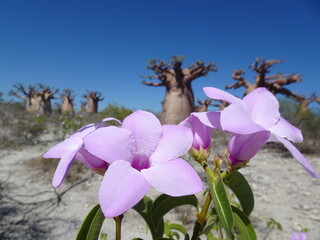[Madagascar]  Purple flowers that grow on the side of the fat baobab forest in Andavadoaka