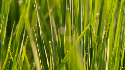 Fototapeta na wymiar Dewdrops on the tips of rice leaves in the morning, a great image to use as a wallpaper, or graphic resource