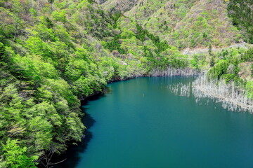 Fototapeta na wymiar 湯西川湖の新緑