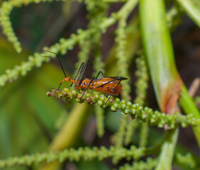 orange and black milkweed assassin bug (Zelus longipes) resting on a green saw palmetto (Serenoa repens) flower spike before it blooms; striking detail, side view showing eye and proboscis