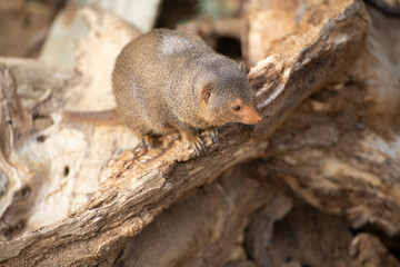 squirrel on a tree