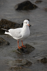 black headed gull