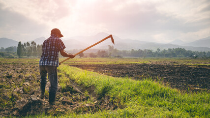 Agriculture farmer of Asia rice field work concept.Farmers grow rice in the rainy season. Asian farmer working on rice field outdoor in Agricultural of Asia. Worker in rural work in farm with sunset