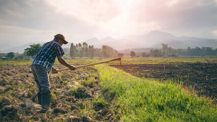 Agriculture farmer of Asia rice field work concept.Farmers grow rice in the rainy season. Asian...
