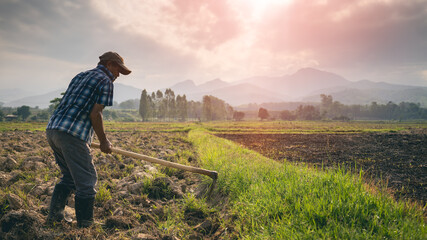 Agriculture farmer of Asia rice field work concept.Farmers grow rice in the rainy season. Asian farmer working on rice field outdoor in Agricultural of Asia. Worker in rural work in farm with sunset