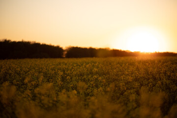 sunset in the field