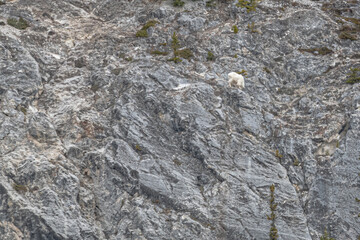 Wilderness rock face, cliff on the side of a mountain in Yukon Territory, Canada. One wild goat is seen in distance with white, arctic coat. 