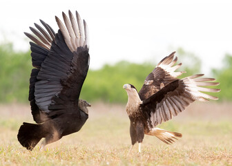 Black Vulture (Coragyps atratus) with a Crested Caracara (Caracara cheriway) South Texas, USA