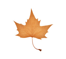 maple leaf isolated white background.