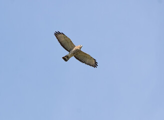 Broad-winged Hawk in flight (Buteo platypterus)