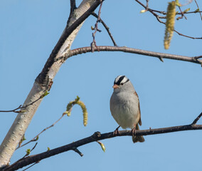 A White-crowned Sparrow (Zonotrichia leucophrys)  in a tree under blue sky