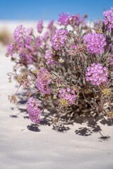 Portrait view of desert sand verbana purple wildflower in White Sands National Park. Selective focus