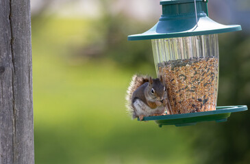 A Red Squirrel ( Tamiasciurus hudsonicus) raiding a backyard bird feeder in springtime