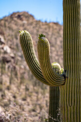 Large Saguaro cactus in Saguaro National Park in the Sonoran Desert of Tucson Arizona