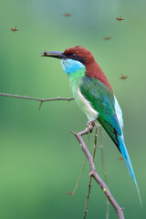 Obraz premium fascinated colorful bird with long tail and beaks catching flying wasp and enjoy eating on thin branch, blue-throated bee-eater