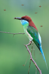 fascinated colorful bird with long tail and beaks catching flying wasp and enjoy eating on thin branch, blue-throated bee-eater